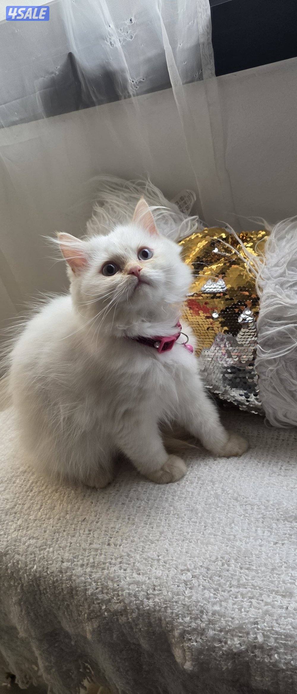 البيع كيتن0