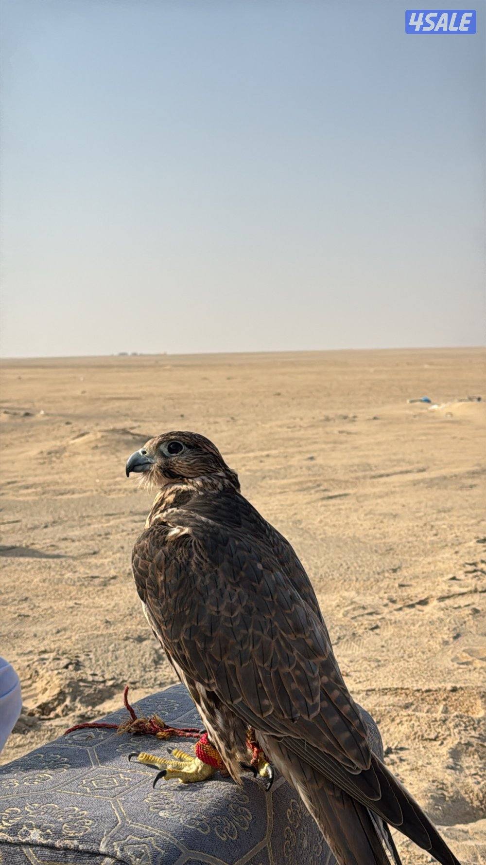 للبيع حر خلوي2