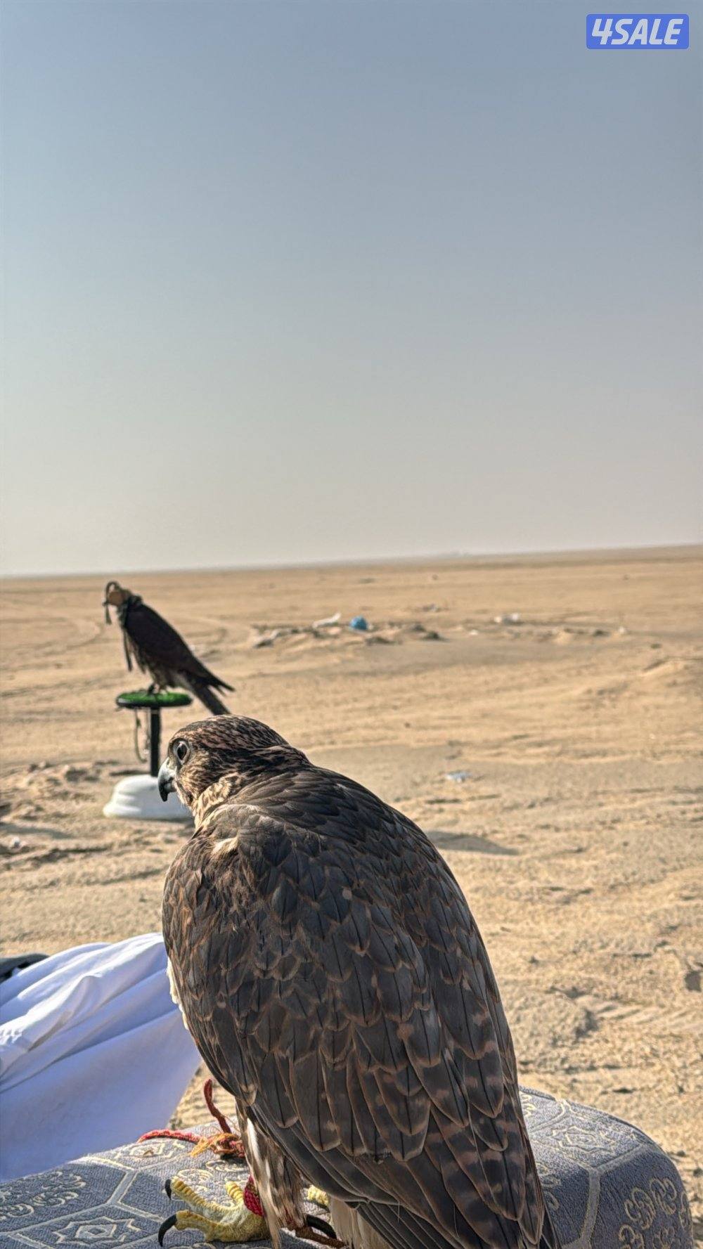 للبيع حر خلوي3