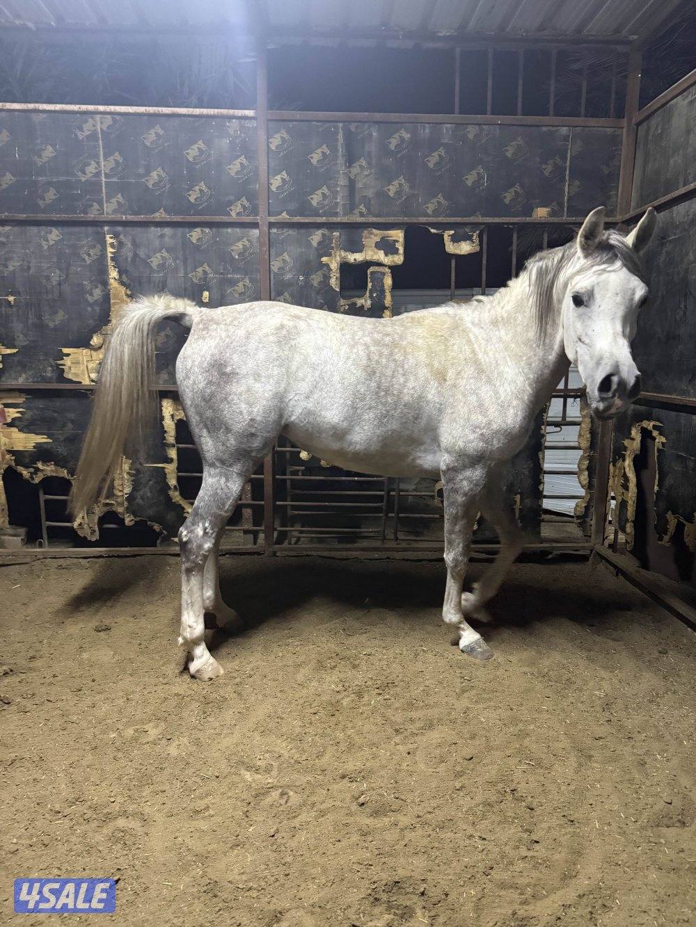 للبيع فرس مصريه1