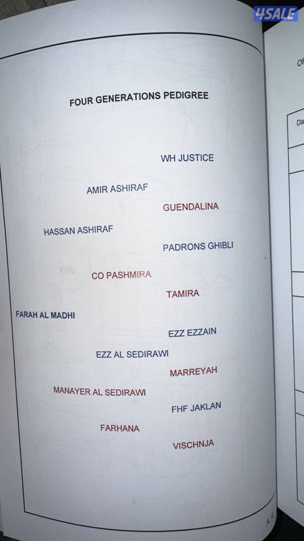 للبيع فرس مصريه3