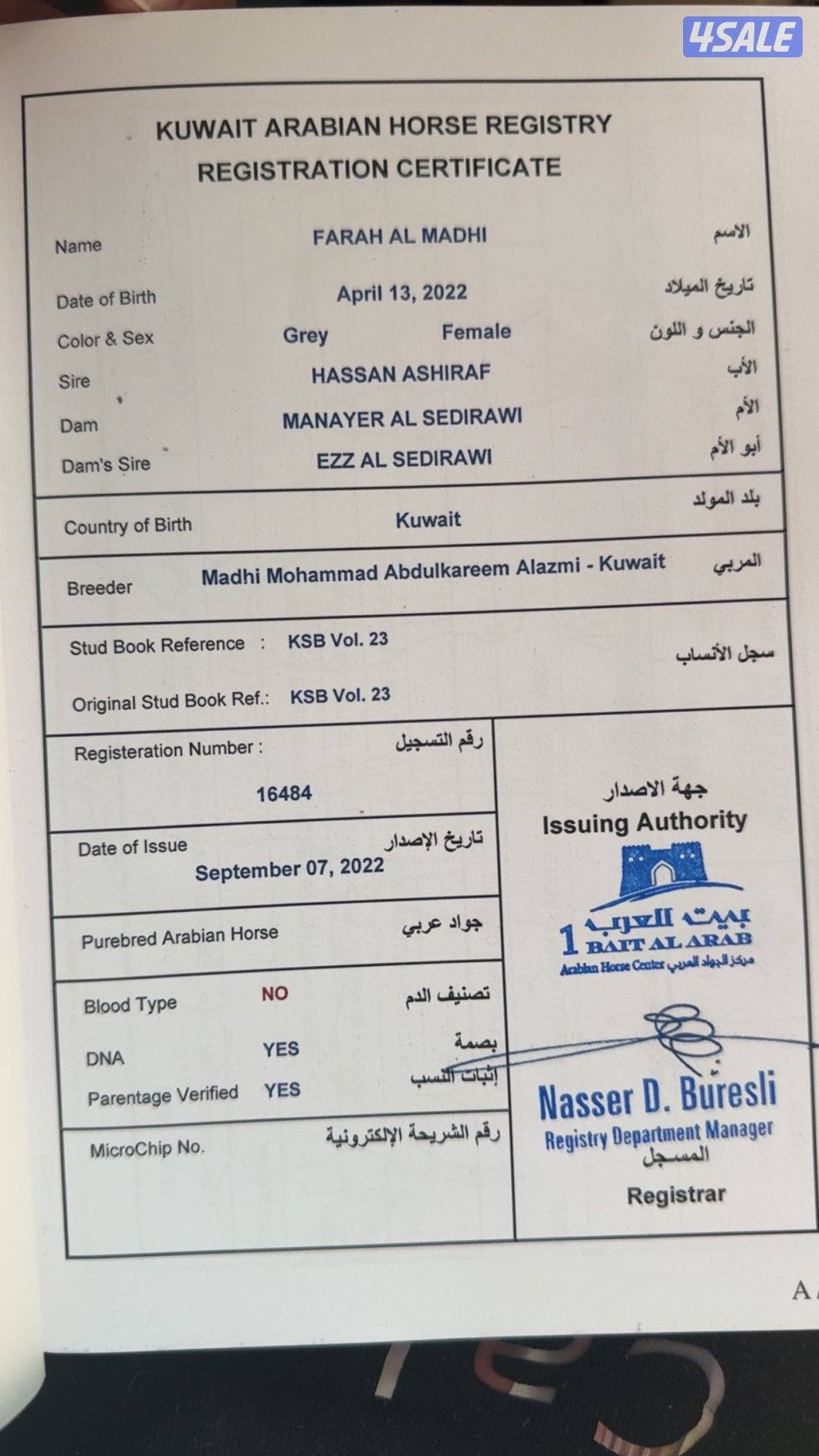 للبيع فرس مصريه4