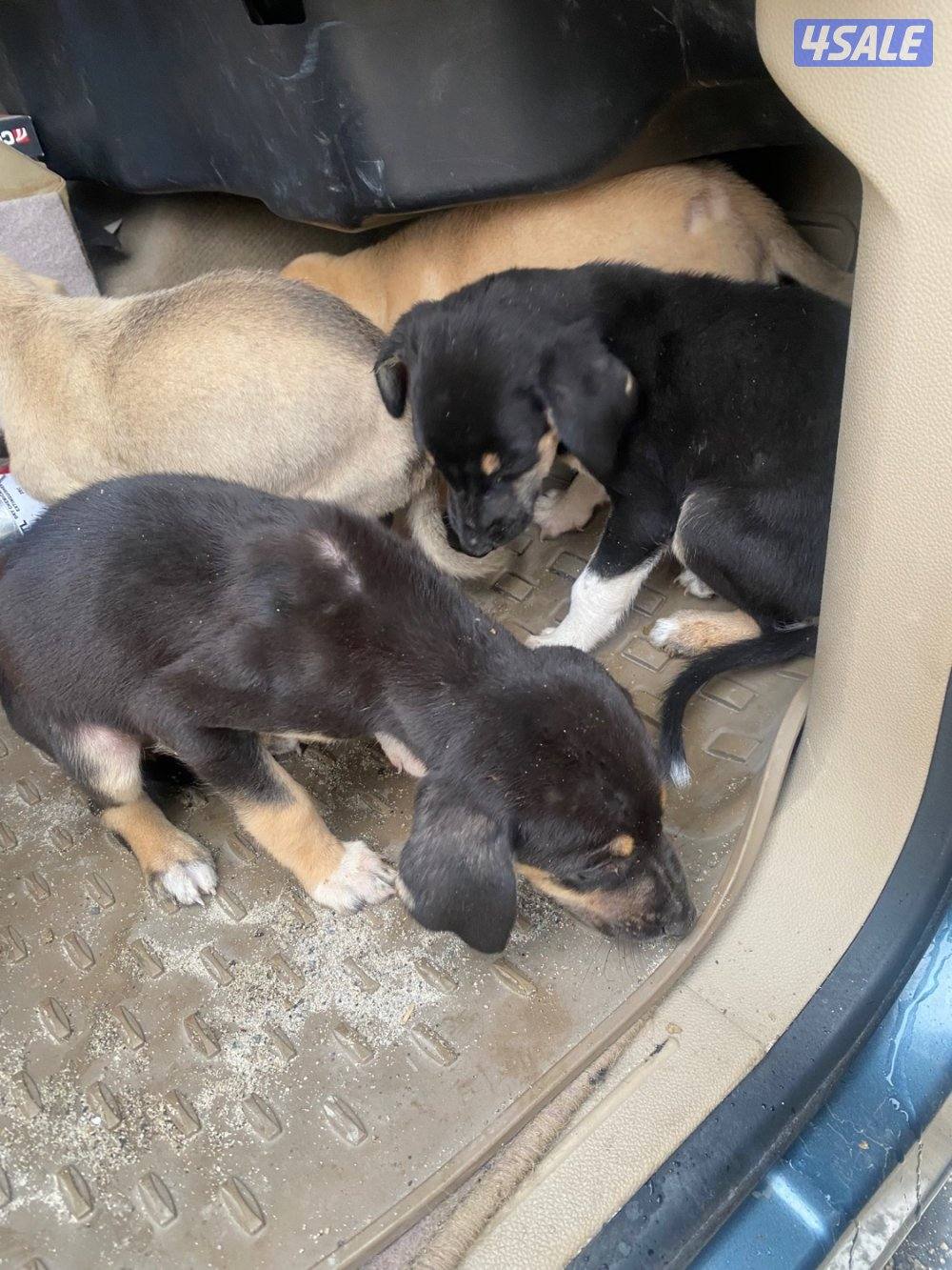 للبيع جراوة سلق0