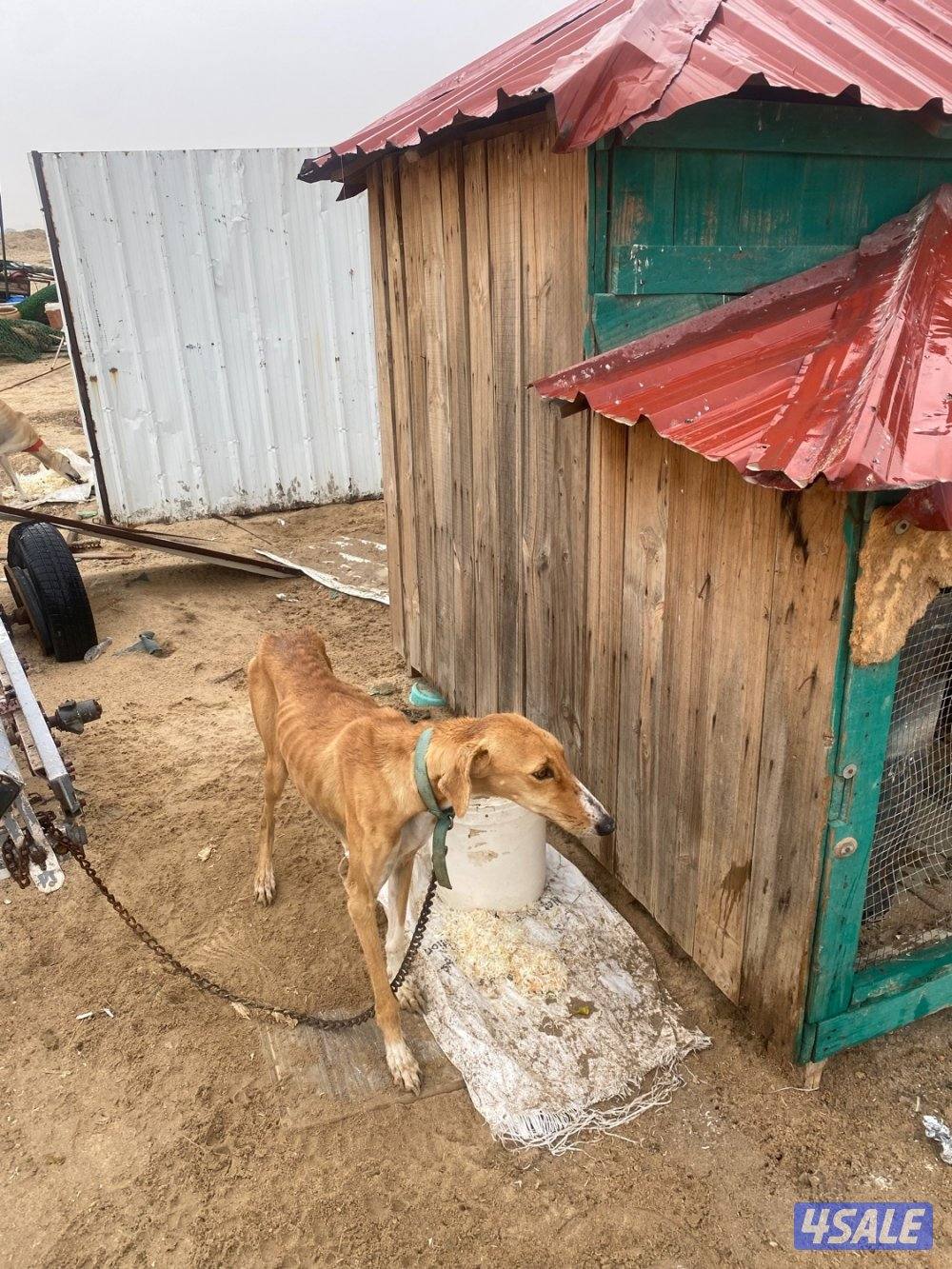 للبيع جراوة سلق2