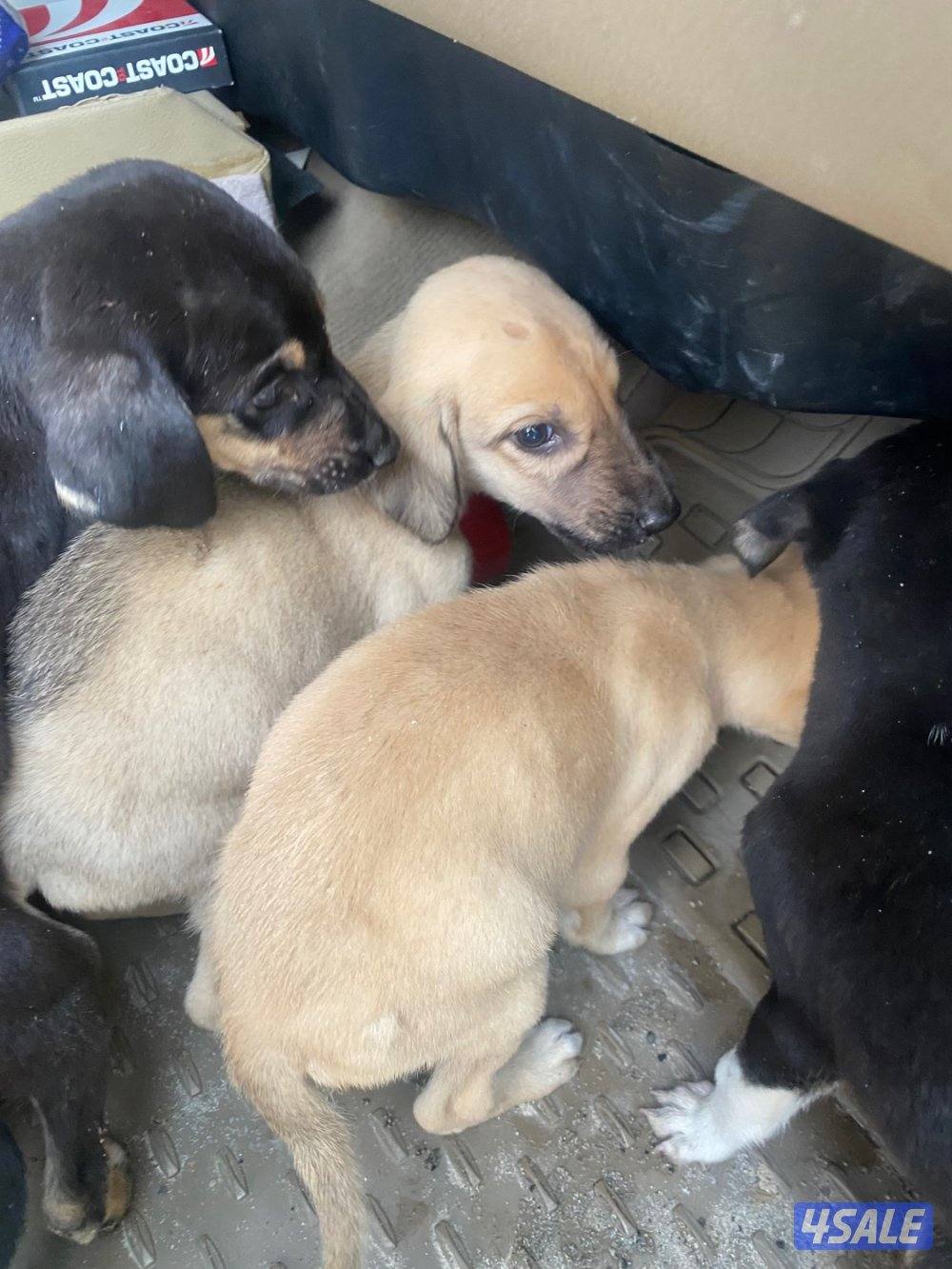 للبيع جراوة سلق1