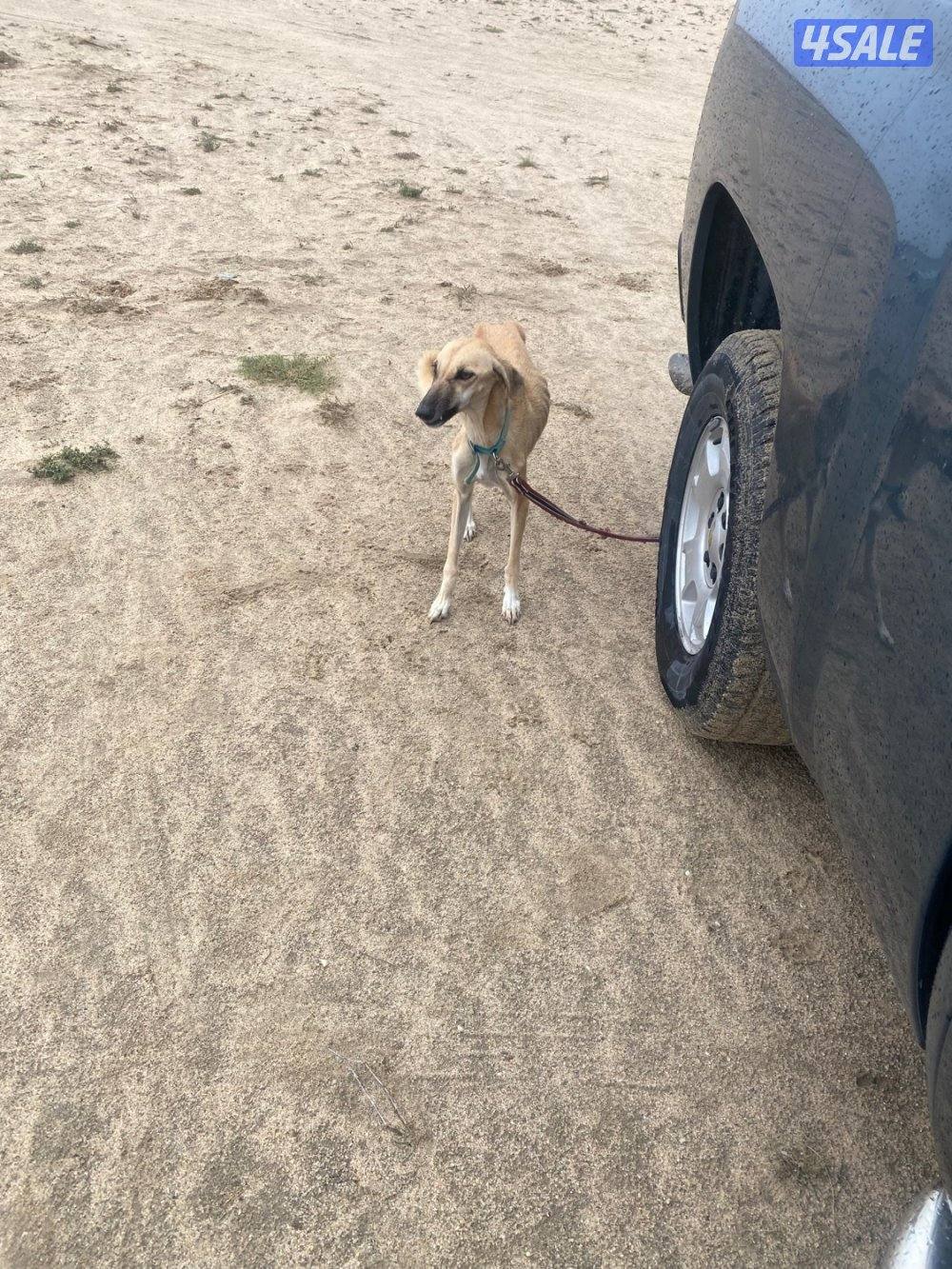 للبيع جراوة سلق3