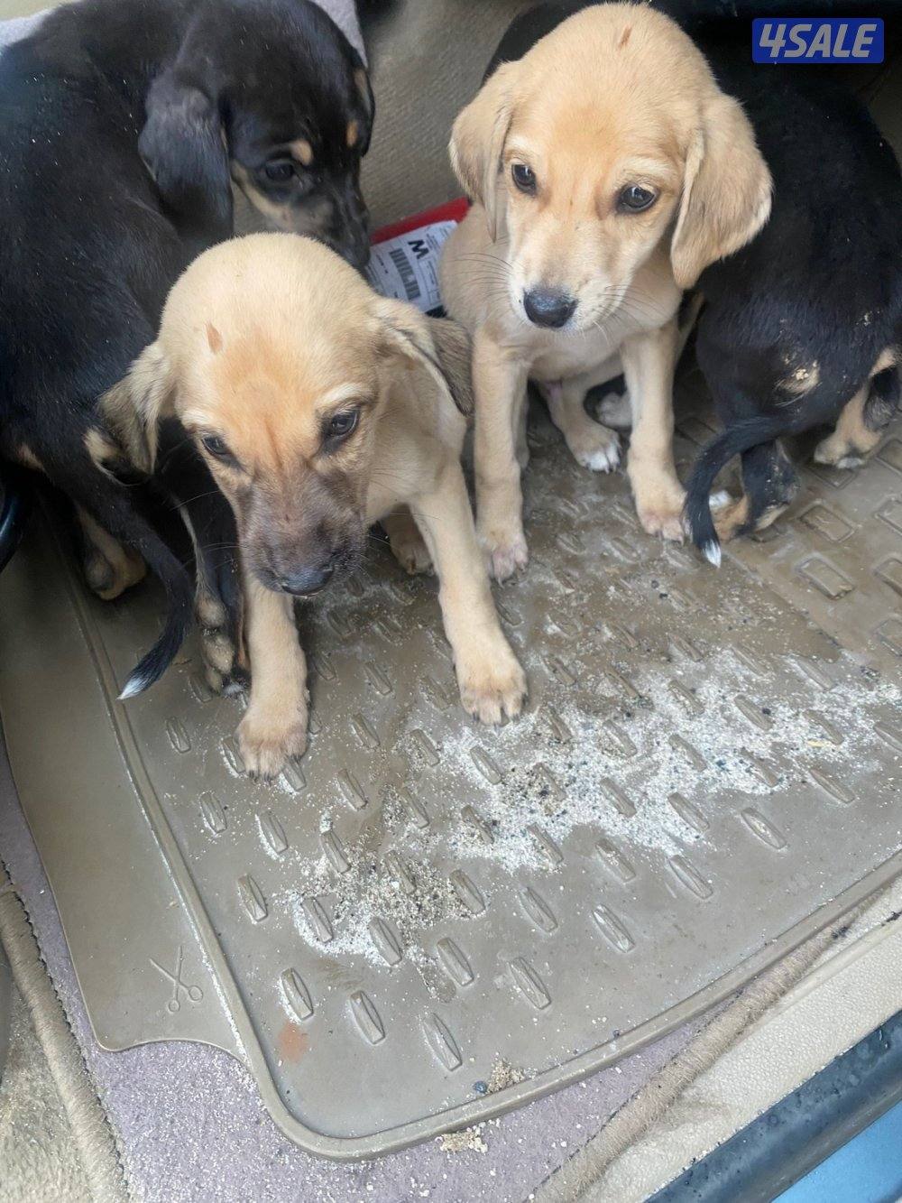 للبيع جراوة سلق4