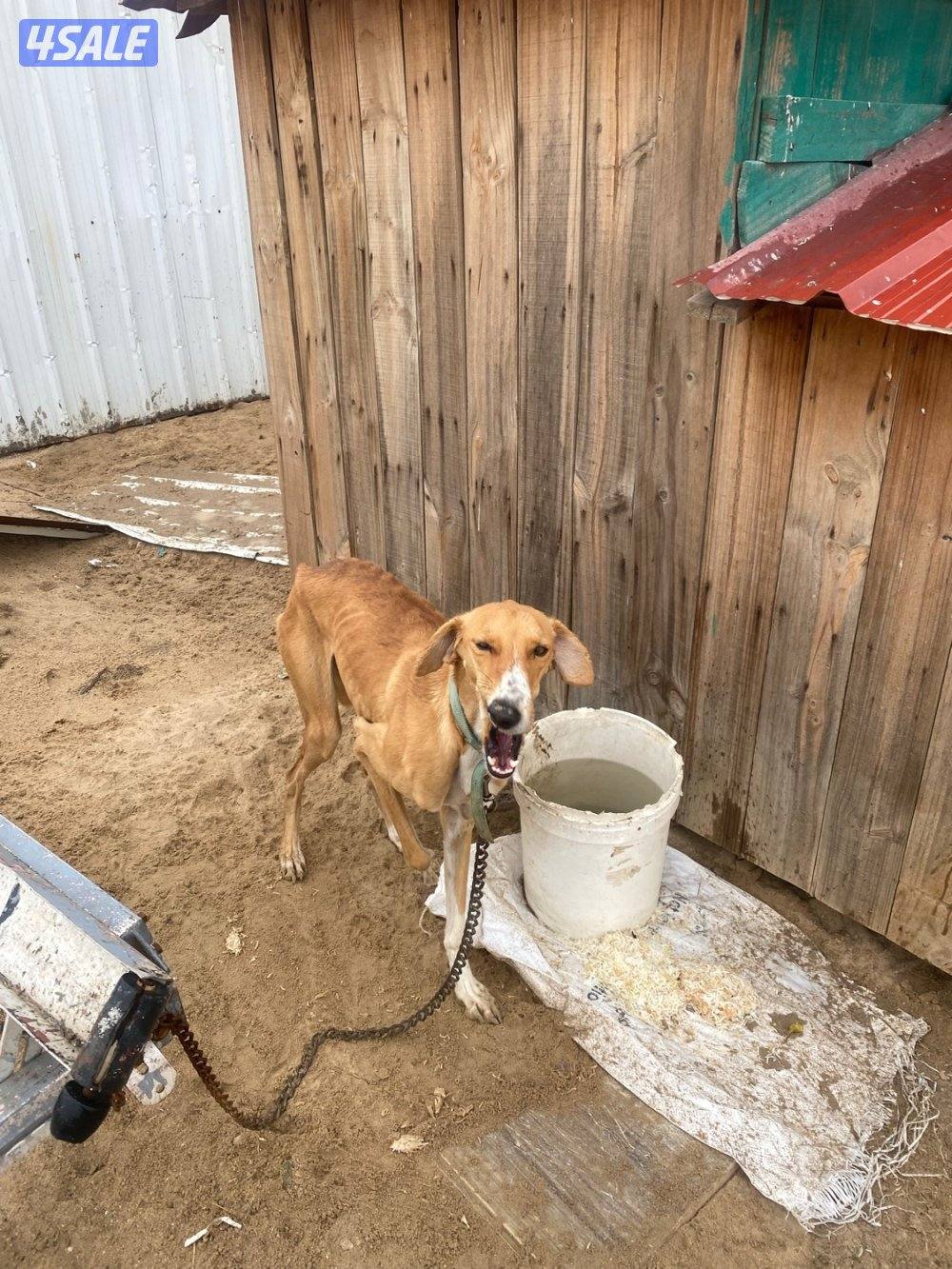 للبيع جراوة سلق5