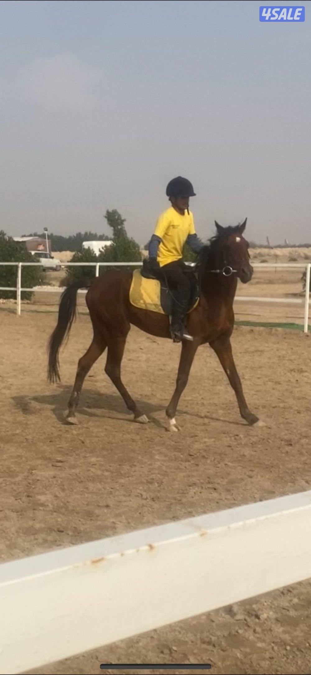 للبيع حصان خياله1