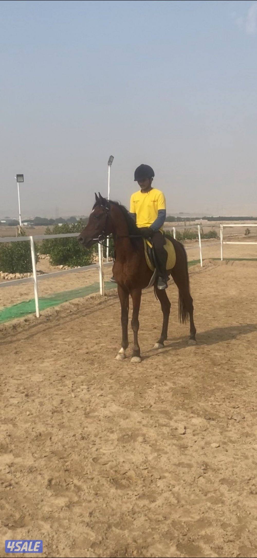 للبيع حصان خياله2