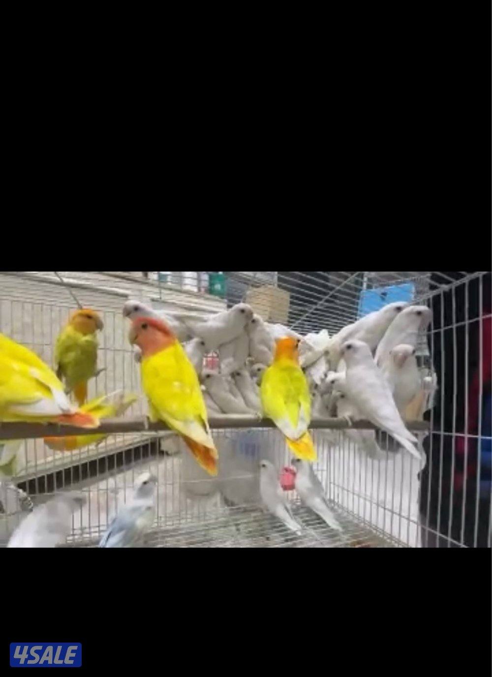 محميه لوفبيرد منتجه0