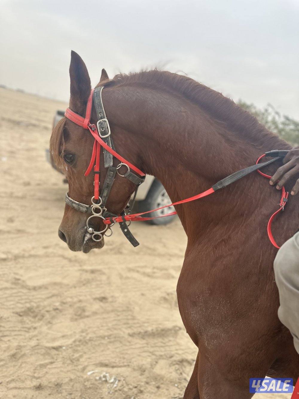 ‏للبيع حصان مصري بيور خياله0