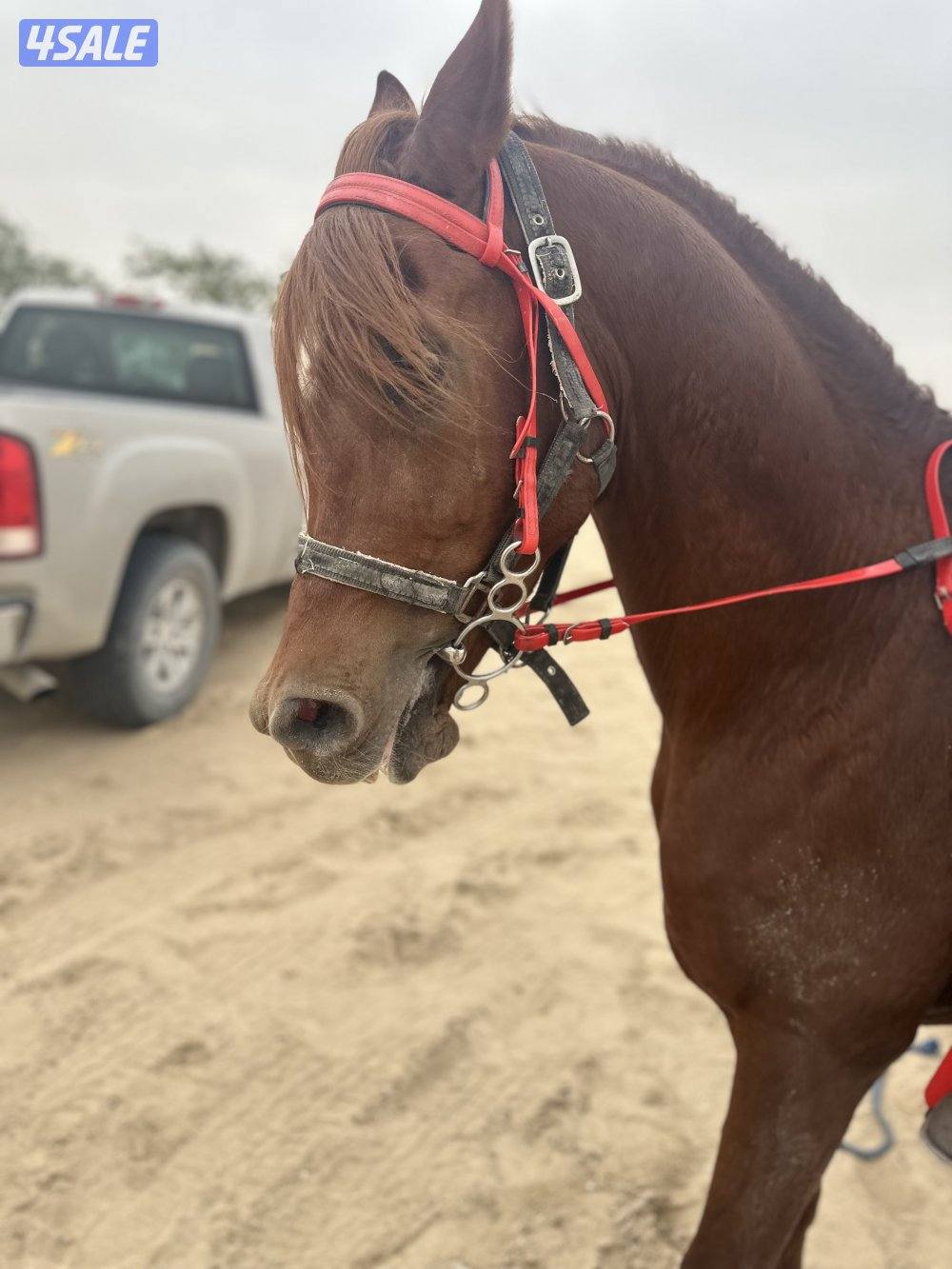 ‏للبيع حصان مصري بيور خياله1