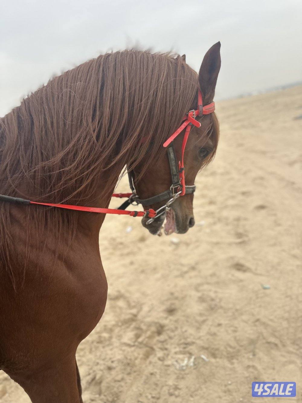 ‏للبيع حصان مصري بيور خياله2
