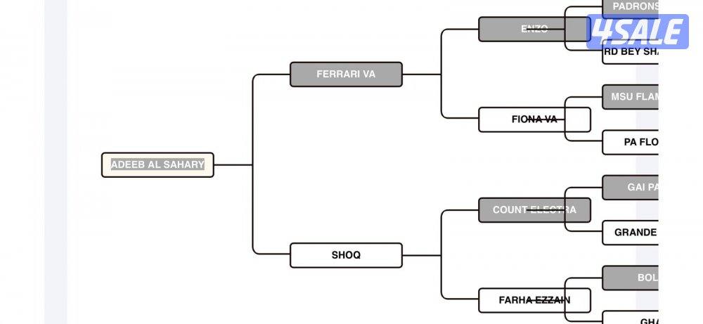 ‏للبيع حصان مصري بيور خياله3