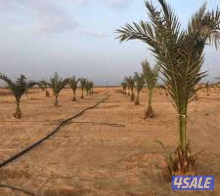 مطلوب مزارع ٥٠ الف0