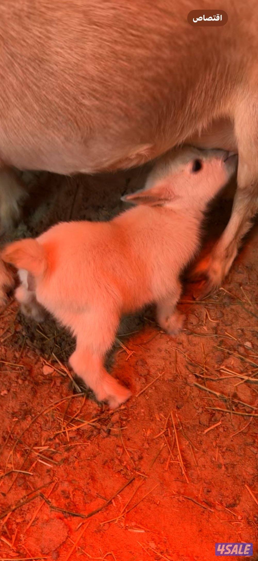 عنز تشيكيه تحتها رخل1