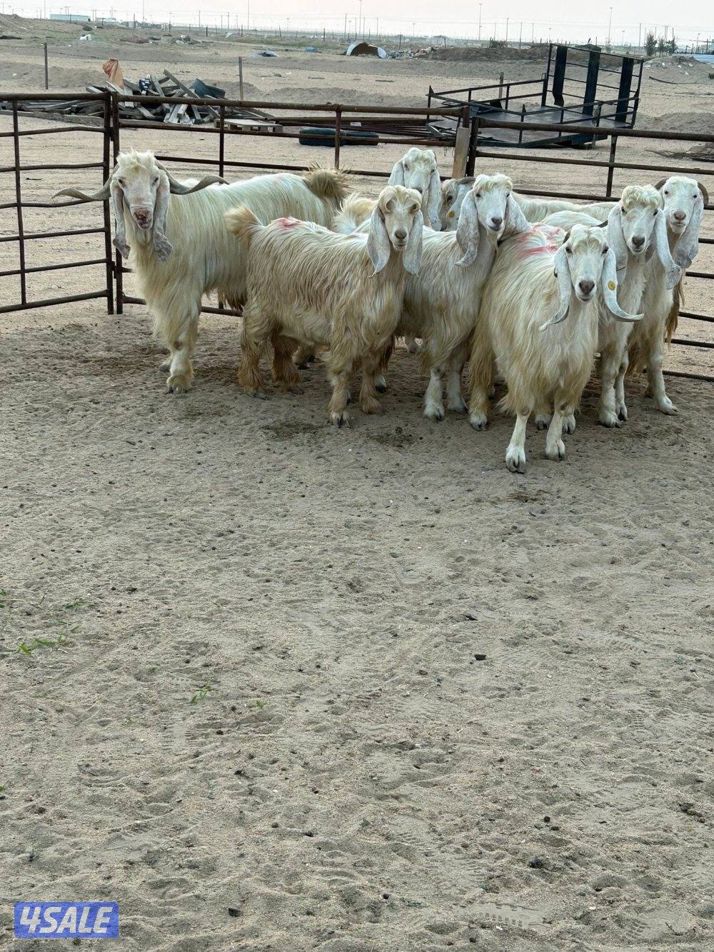 معزا عوارض صفر مع فحلها0