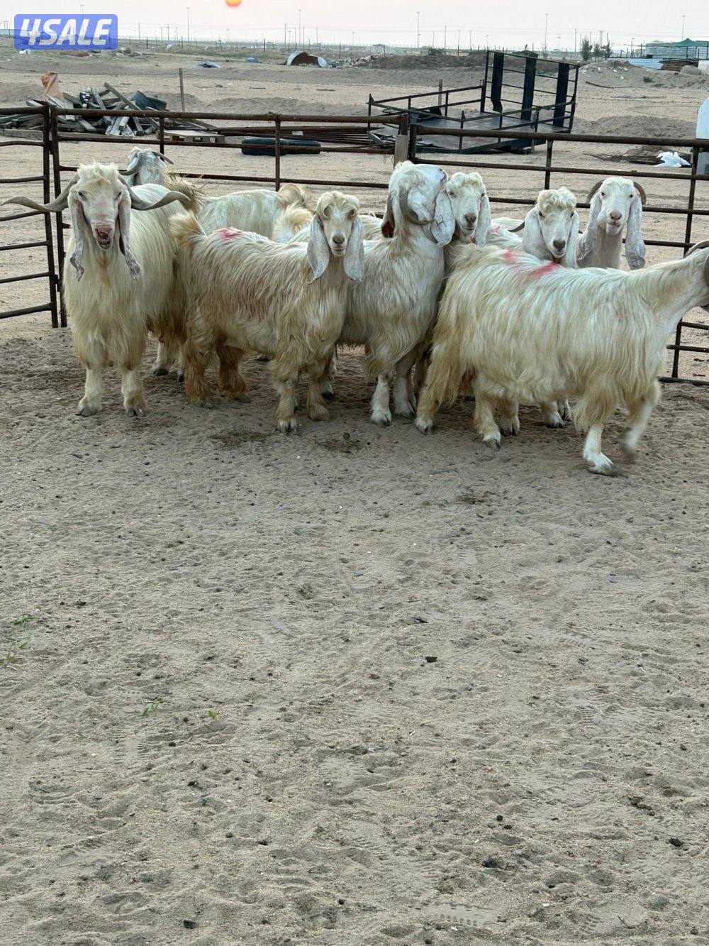 معزا عوارض صفر مع فحلها1