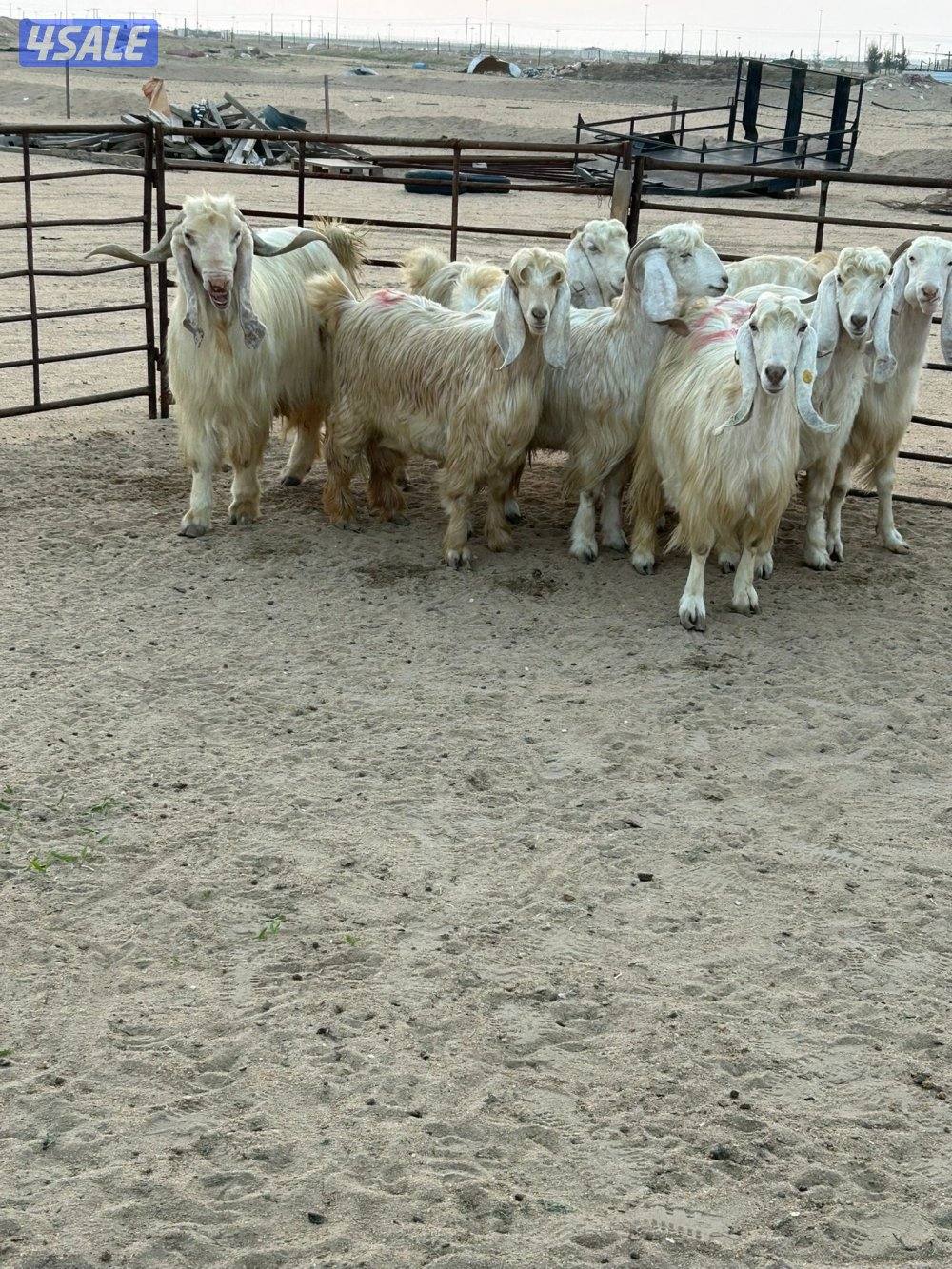 معزا عوارض صفر مع فحلها2