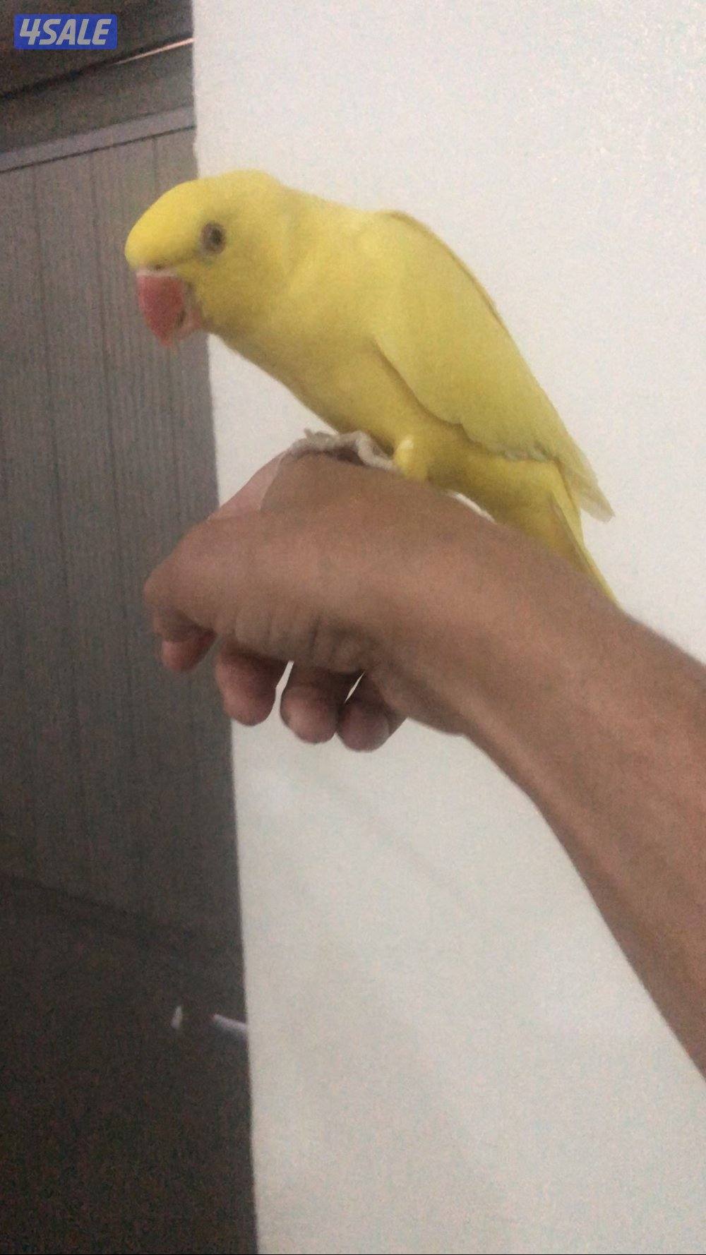 للبيع بيبي متوه هولندي0