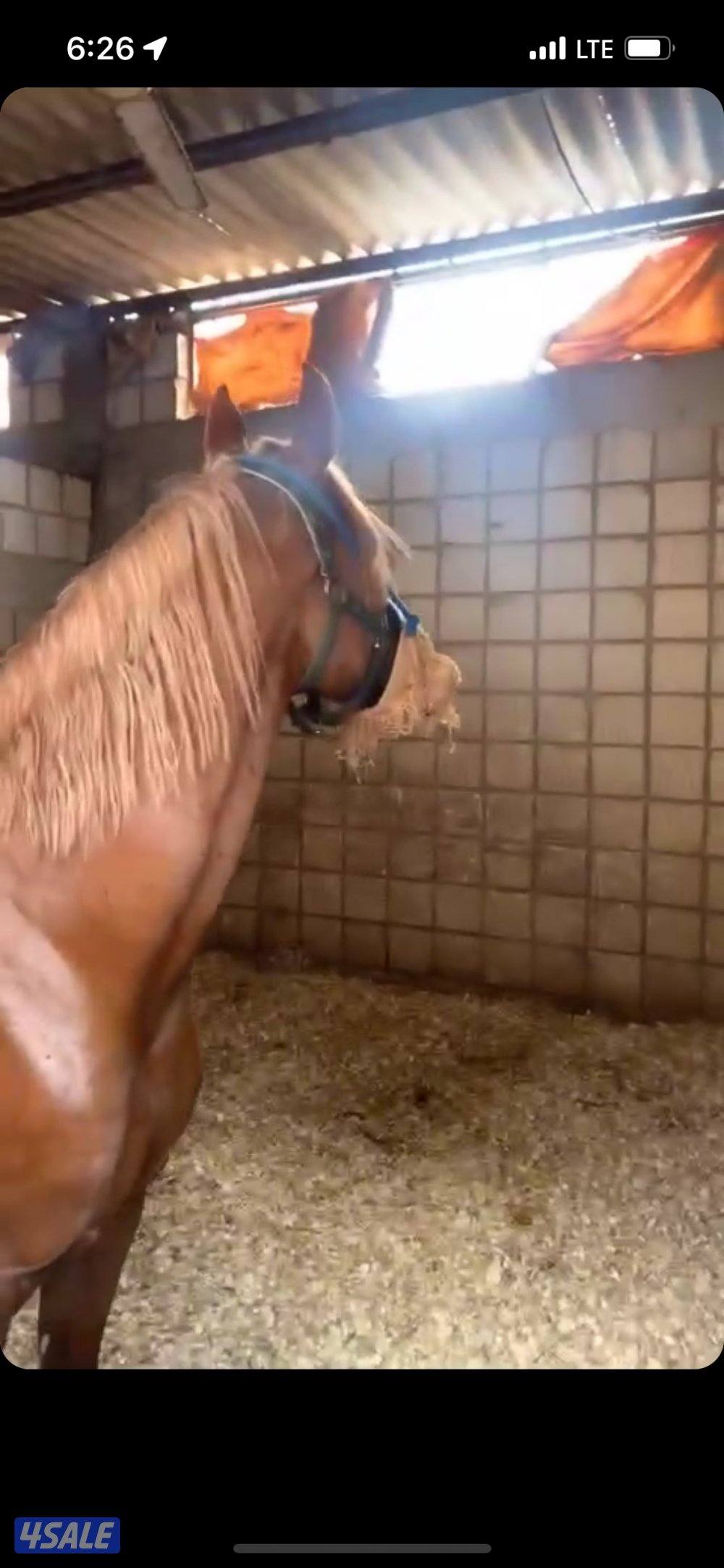 للبيع  راسين مصري وبوليش سلطان تاج العرب  و راس مال0