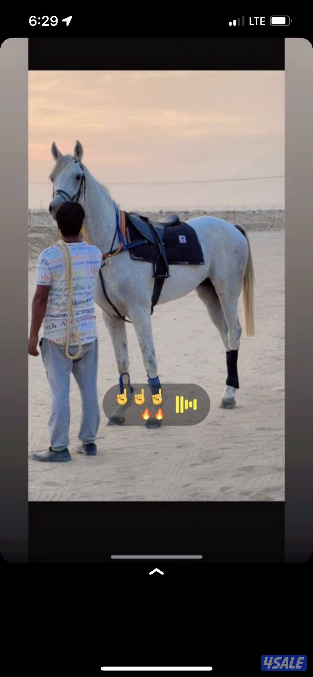 للبيع  راسين مصري وبوليش سلطان تاج العرب  و راس مال2