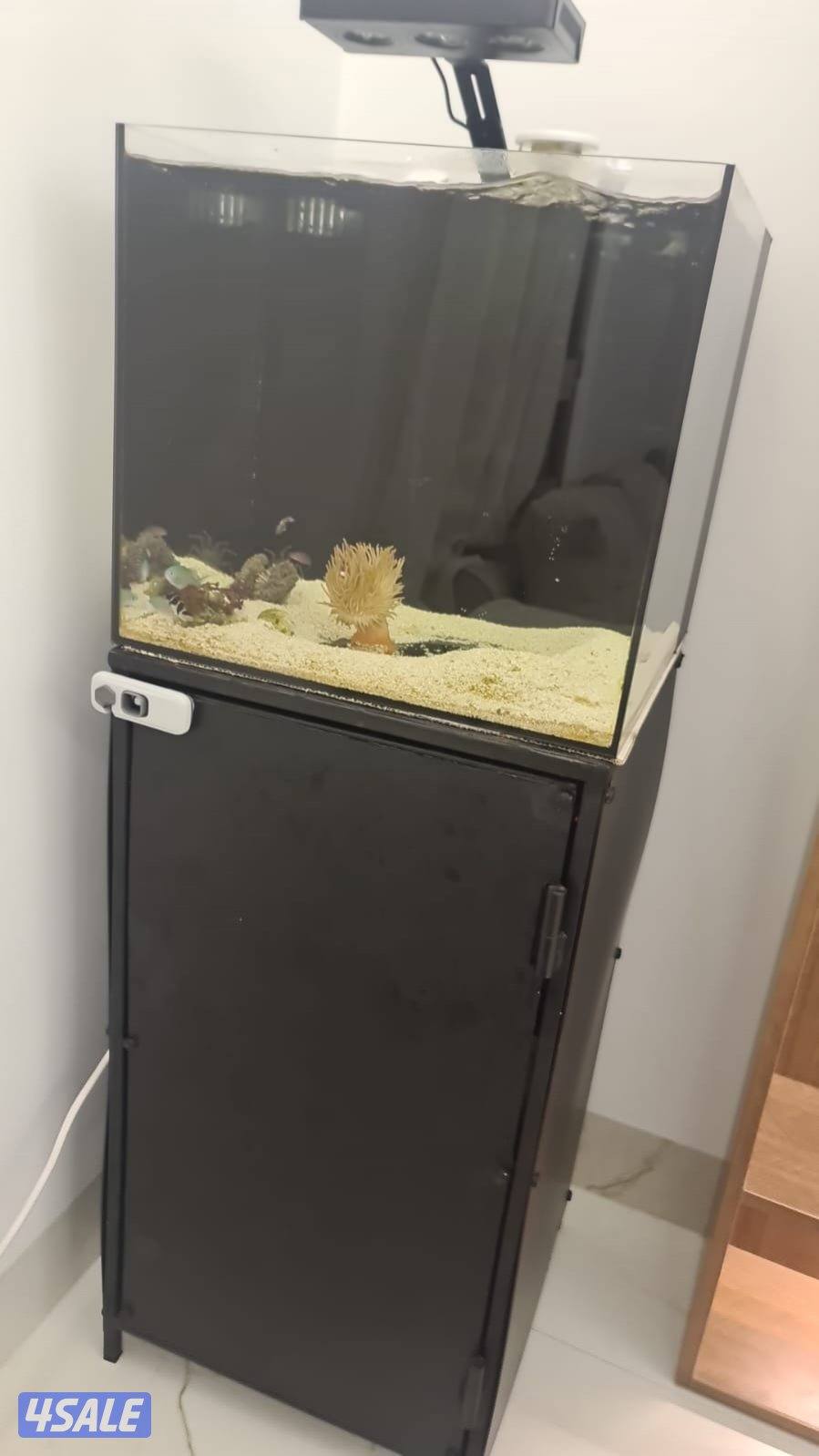 حوض سمك مياه مالحه1