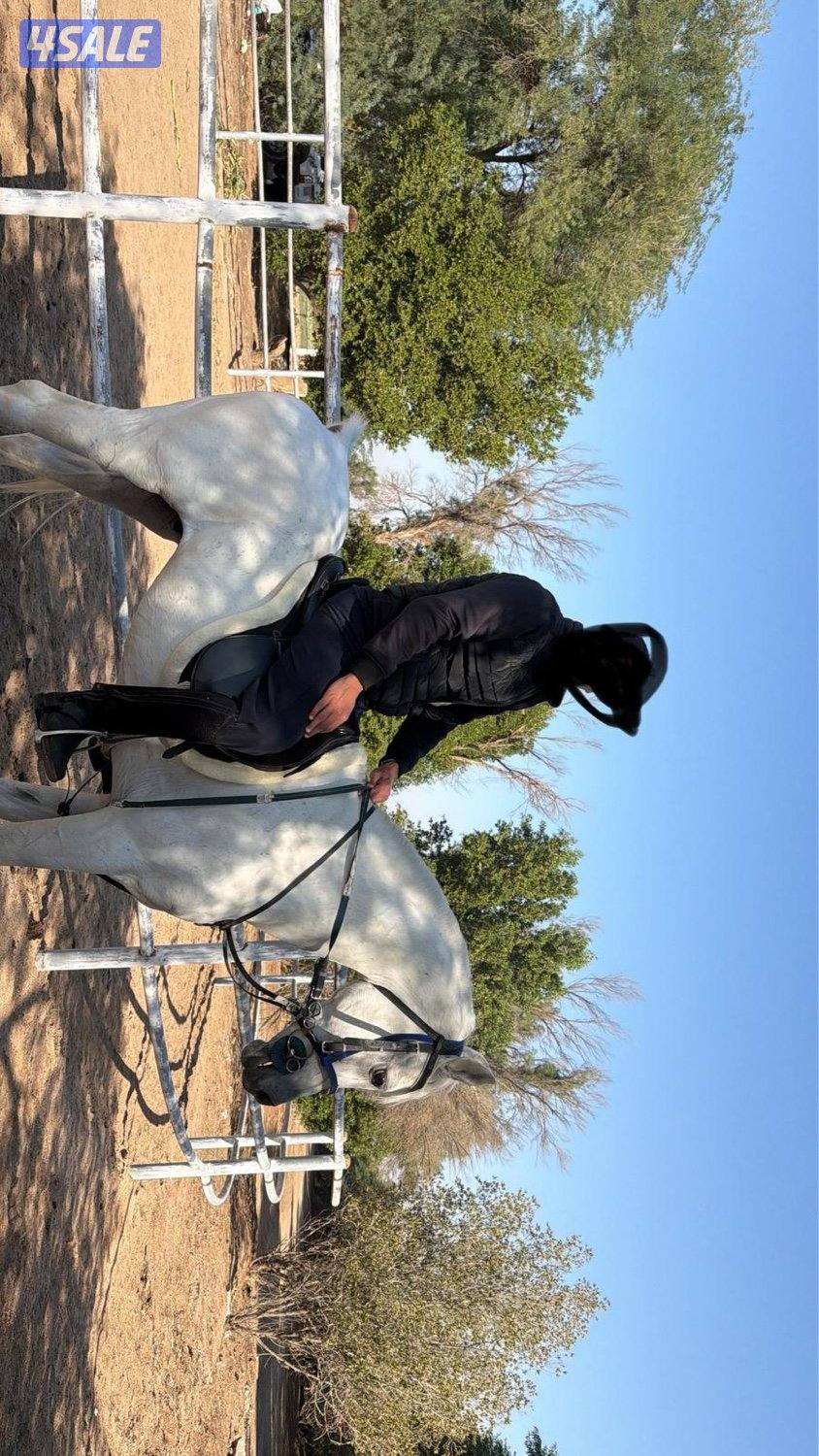 للبيع حصان0