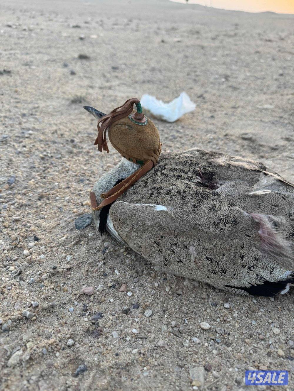 للبيع حباره دجاجه0