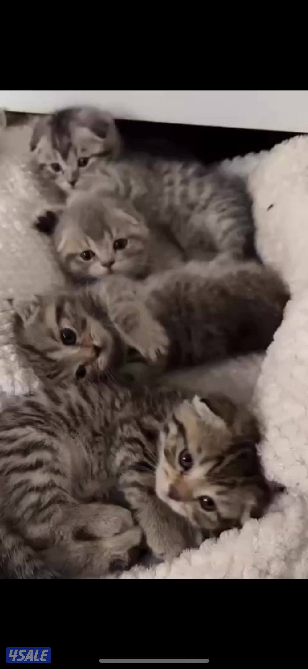 موتبني  عمرهم شهرين0