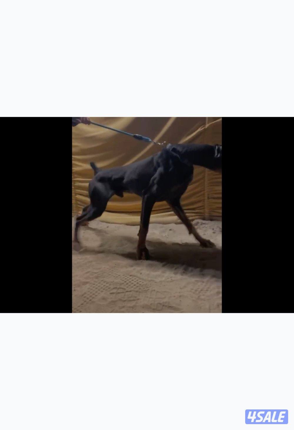 دوبرمان نشيط  ذكر متدرب طاعه سنه وشهرين وذكي جدا0