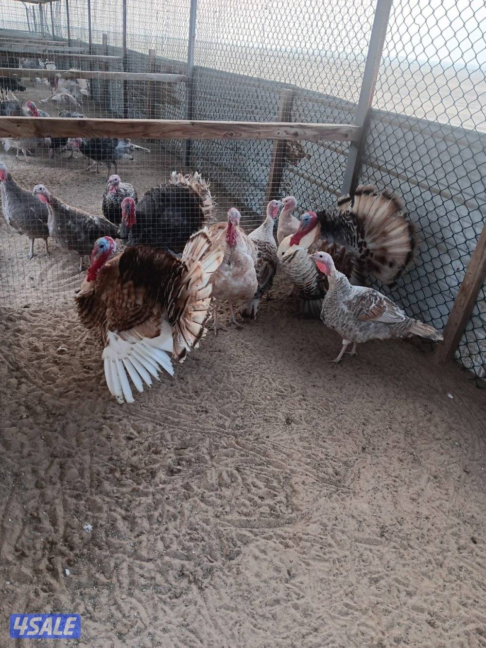 السالمي كيلو ١٧0