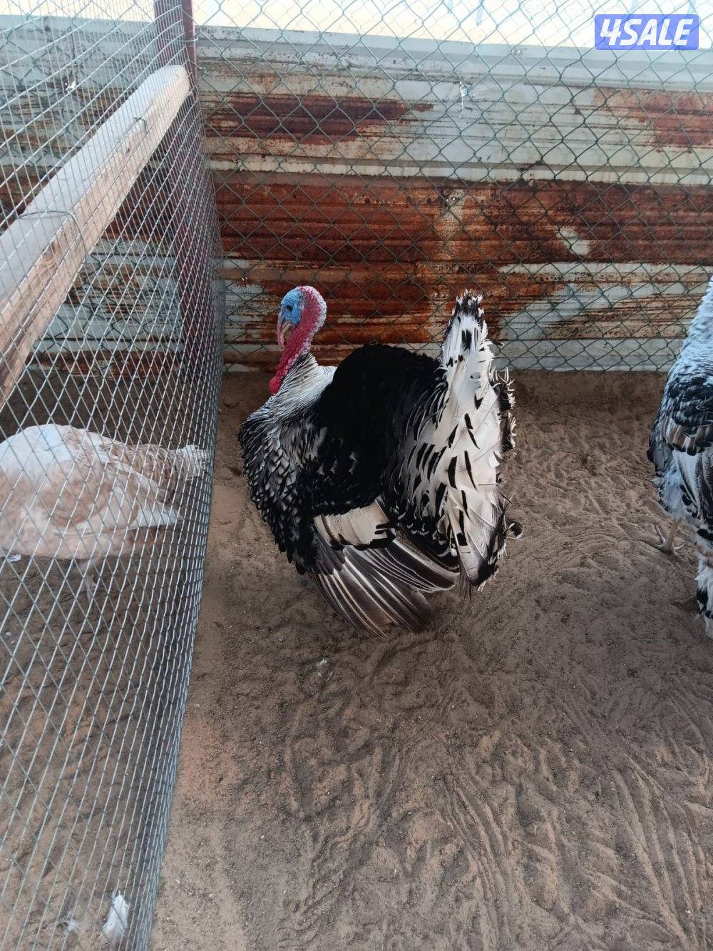 السالمي كيلو ١٧1