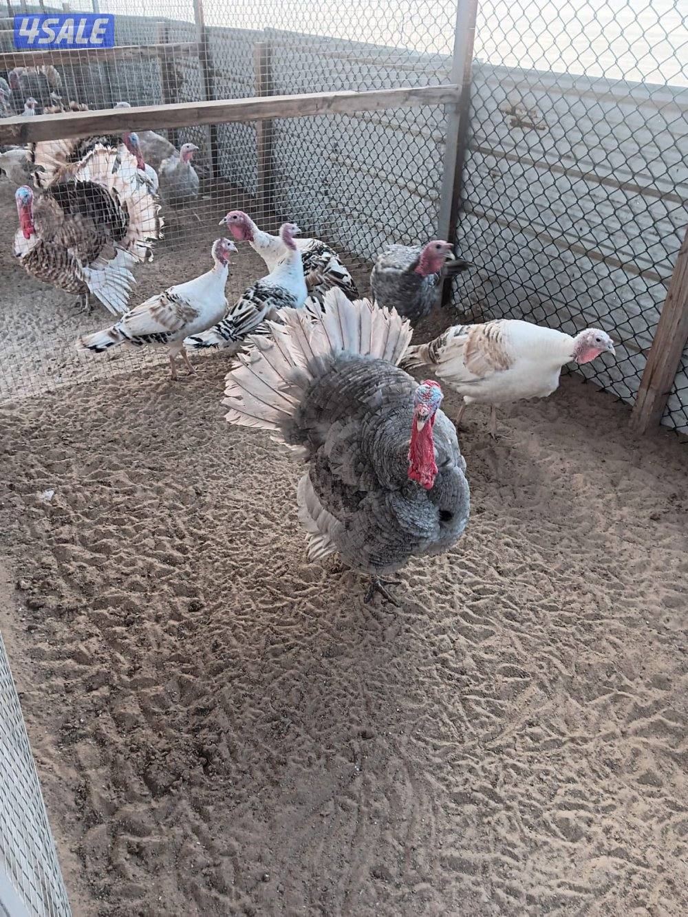 السالمي كيلو ١٧3