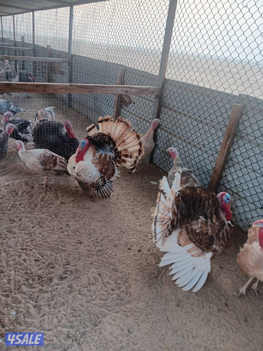 السالمي كيلو ١٧2