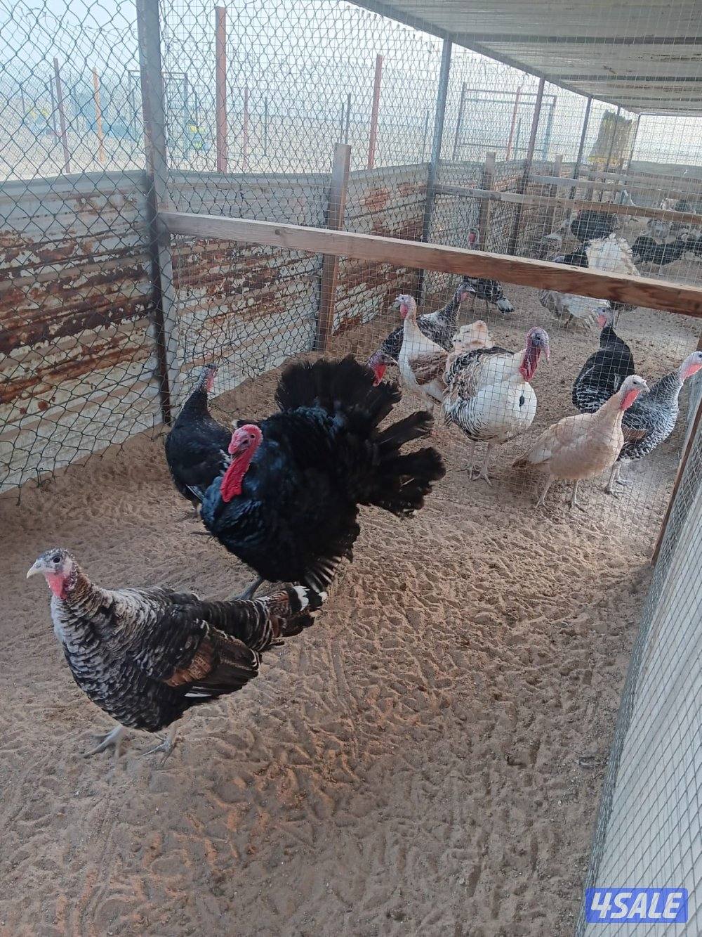 السالمي كيلو ١٧4