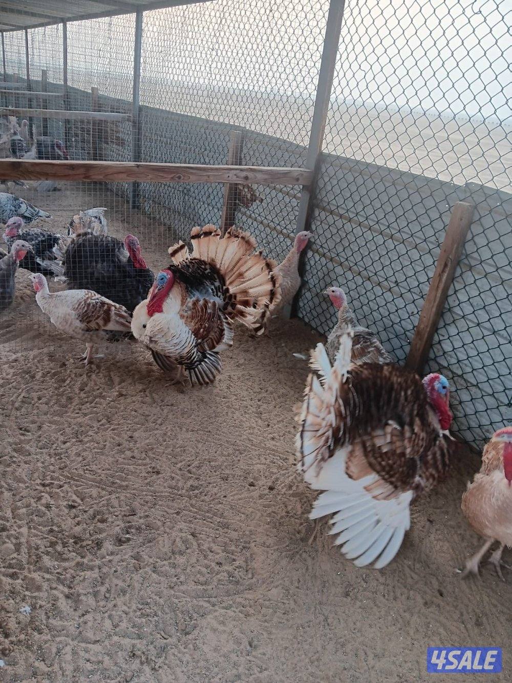 السالمي كيلو ١٧5