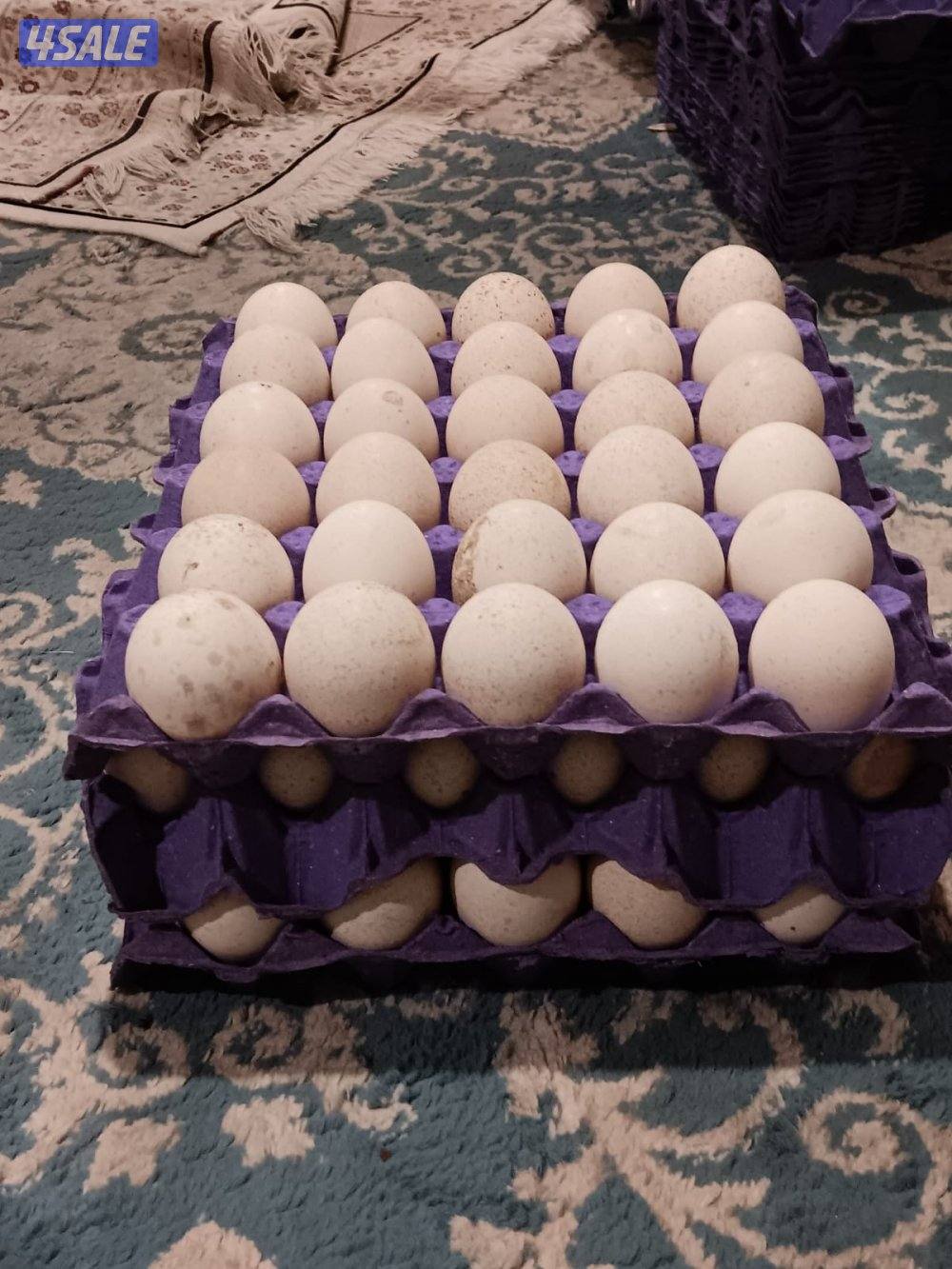 السالمي كيلو ١٧6