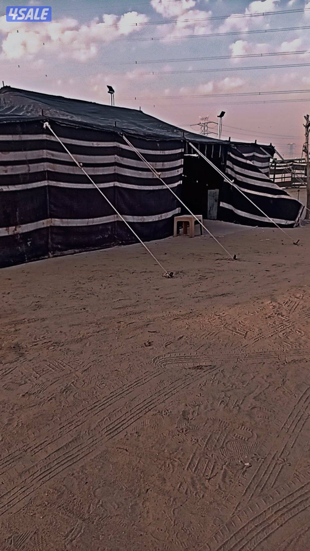 كبد دوار الثاني0