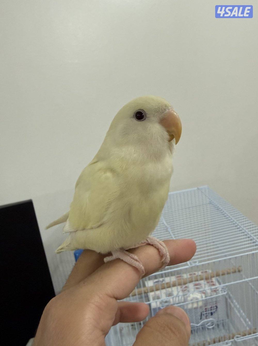 للبيع لوف بيرد ذكر مع شهادة0