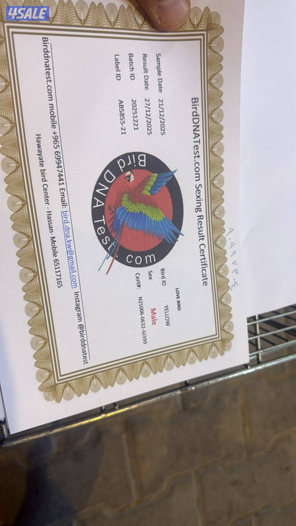 للبيع لوف بيرد ذكر مع شهادة1