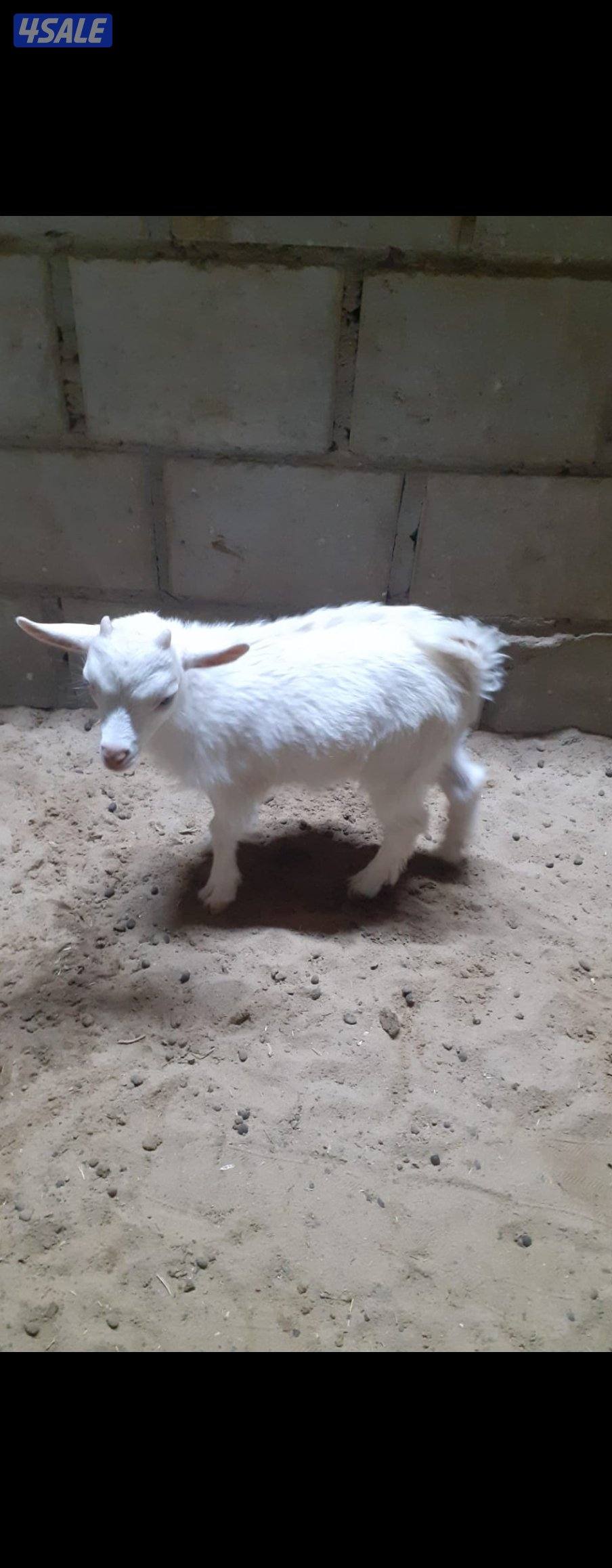 ماعز قزم للبيع اللون ابيض ورس طيب طرق واحد البيع على السوم مطعمه كامله0