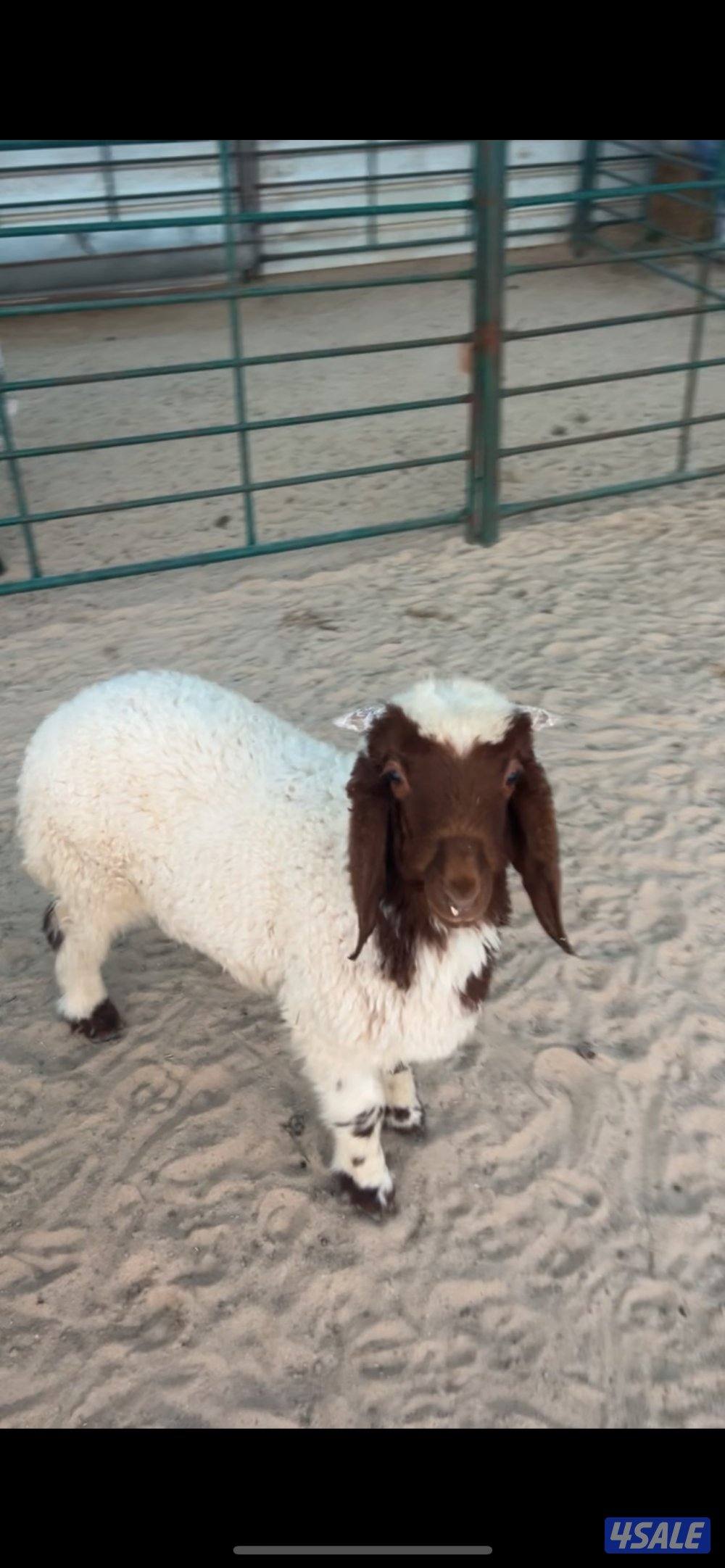 طليان نعيم محلي5