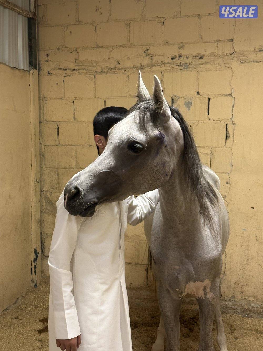 للبيع مهره مصريه بيور0