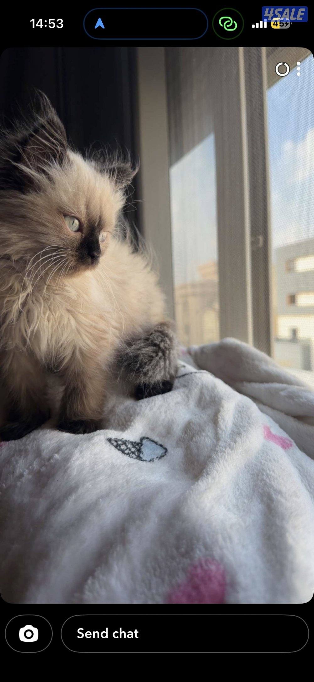 قطوه همالايا1