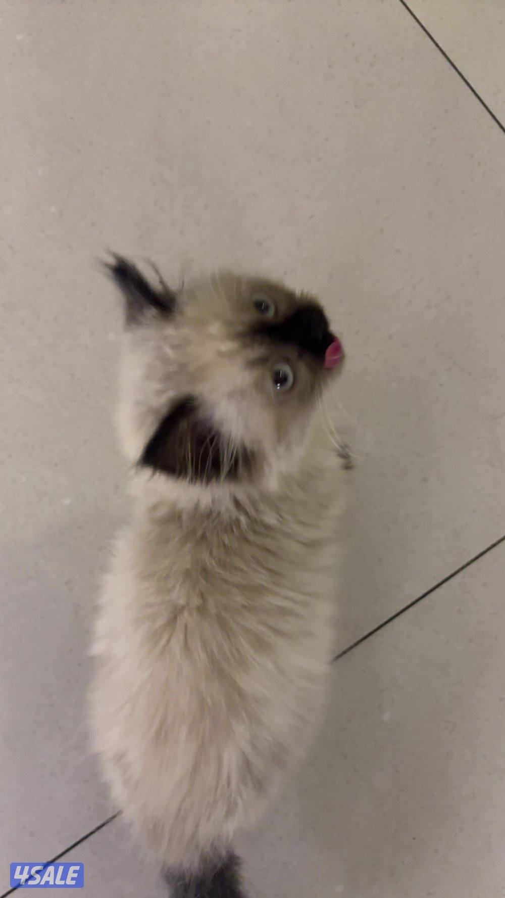 قطوه همالايا2