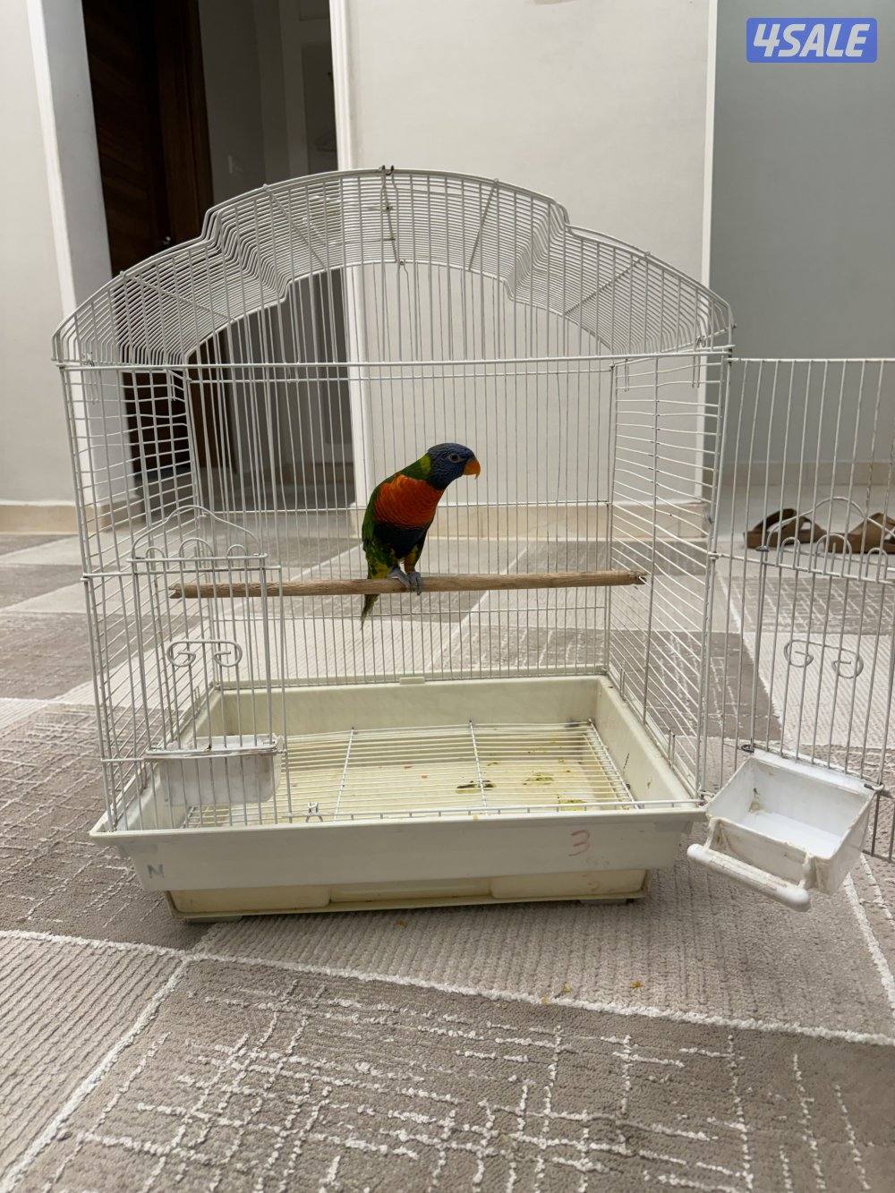 بغبغاء لوري0