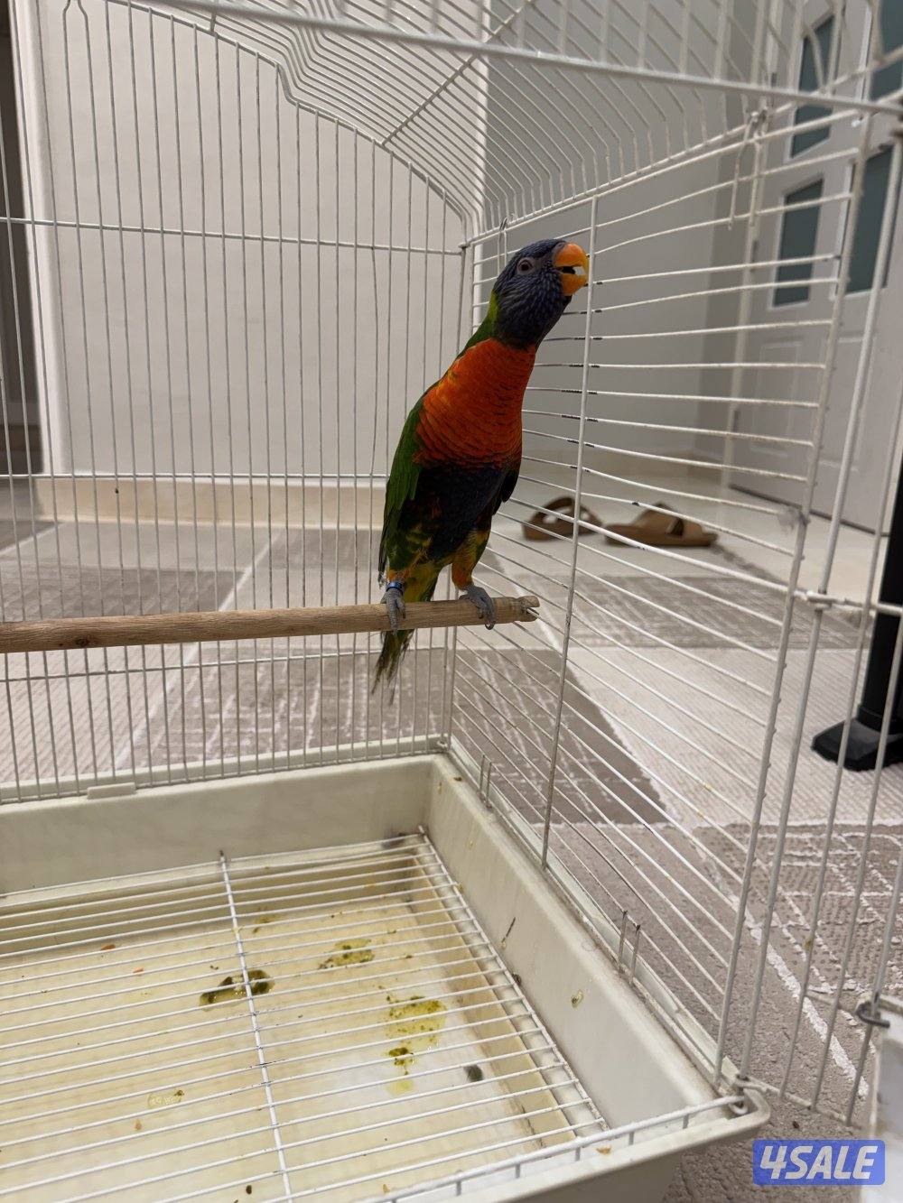 بغبغاء لوري1