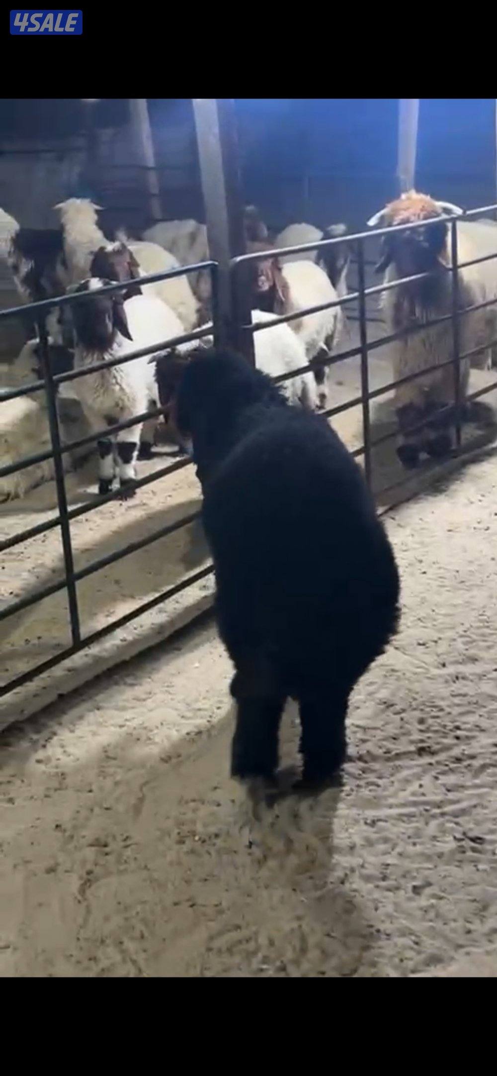 للبيع خرفان نعيم محلي الكويت0